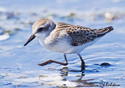 Calidris pusilla